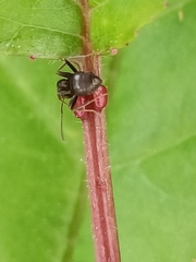 Lasius