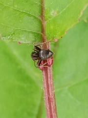 Lasius