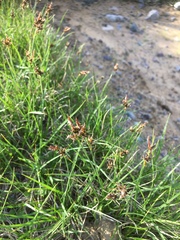 Carex deflexa