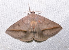 Argyrostrotis flavistriaria