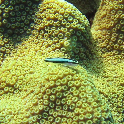 Photo of Cleaning goby (Elacatinus genie)