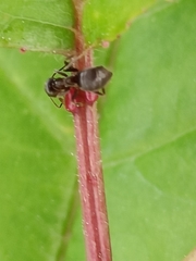 Lasius