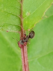 Lasius