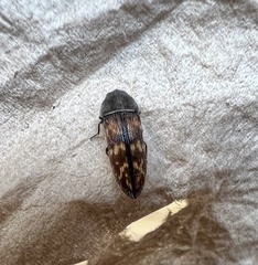 Acmaeodera cribricollis