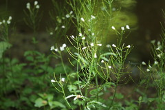 Cardamine tenera