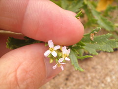 Cakile edentula edentula