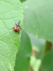 Tatianaerhynchites aequatus