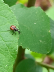 Tatianaerhynchites aequatus