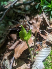 Euonymus latifolius