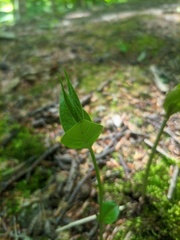 Euonymus latifolius