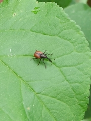 Tatianaerhynchites aequatus