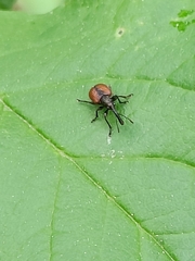 Tatianaerhynchites aequatus