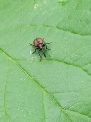 Tatianaerhynchites aequatus