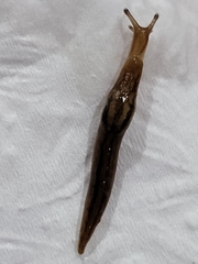 Ambigolimax