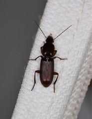 Stenomorphus