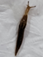 Ambigolimax