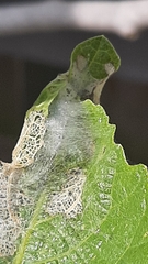 Choreutis nemorana