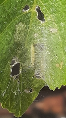 Choreutis nemorana