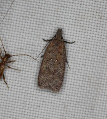 Dichomeris ventrellus