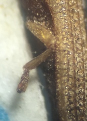 Anisostena suturalis