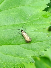 Adela reaumurella