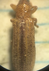 Anisostena suturalis