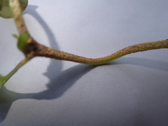 Puccinia komarovii