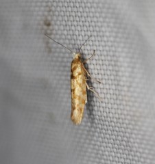 Argyresthia alternatella