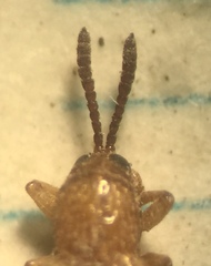 Anisostena suturalis