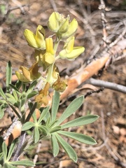 Lupinus dalesiae