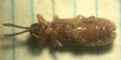 Anisostena suturalis
