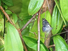 Papilio clytia clytia