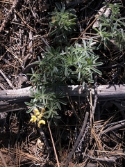 Lupinus dalesiae