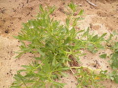 Cakile edentula edentula