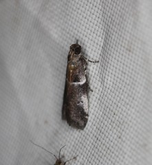 Quasisalebria atratella