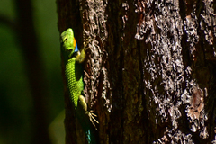 Sceloporus formosus