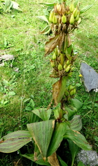 Gentiana lutea