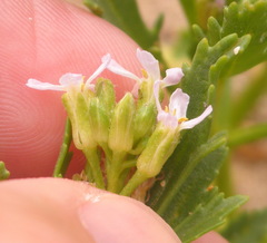 Cakile edentula edentula