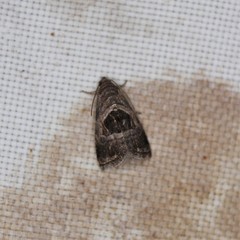 Tripudia rectangula