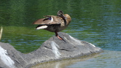 Anas platyrhynchos