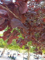 Euphorbia cotinifolia