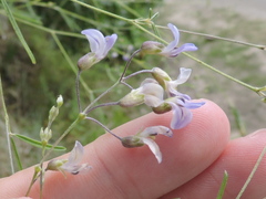 Pediomelum linearifolium