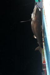 Carcharhinus falciformis