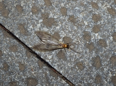 Neochauliodes