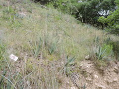 Pediomelum linearifolium