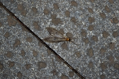 Neochauliodes