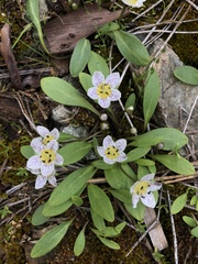 Hesperochiron pumilus