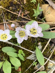 Hesperochiron pumilus