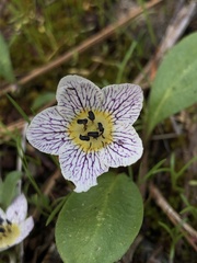 Hesperochiron pumilus