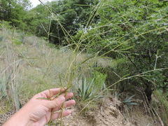 Pediomelum linearifolium
